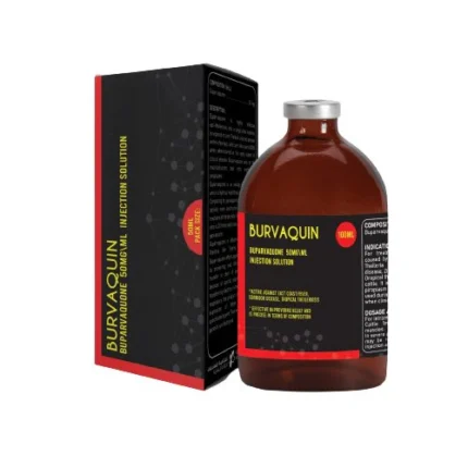 Buy Burvaquin Online – Effective Equine & Cattle Infection Treatment | Equnes Vets