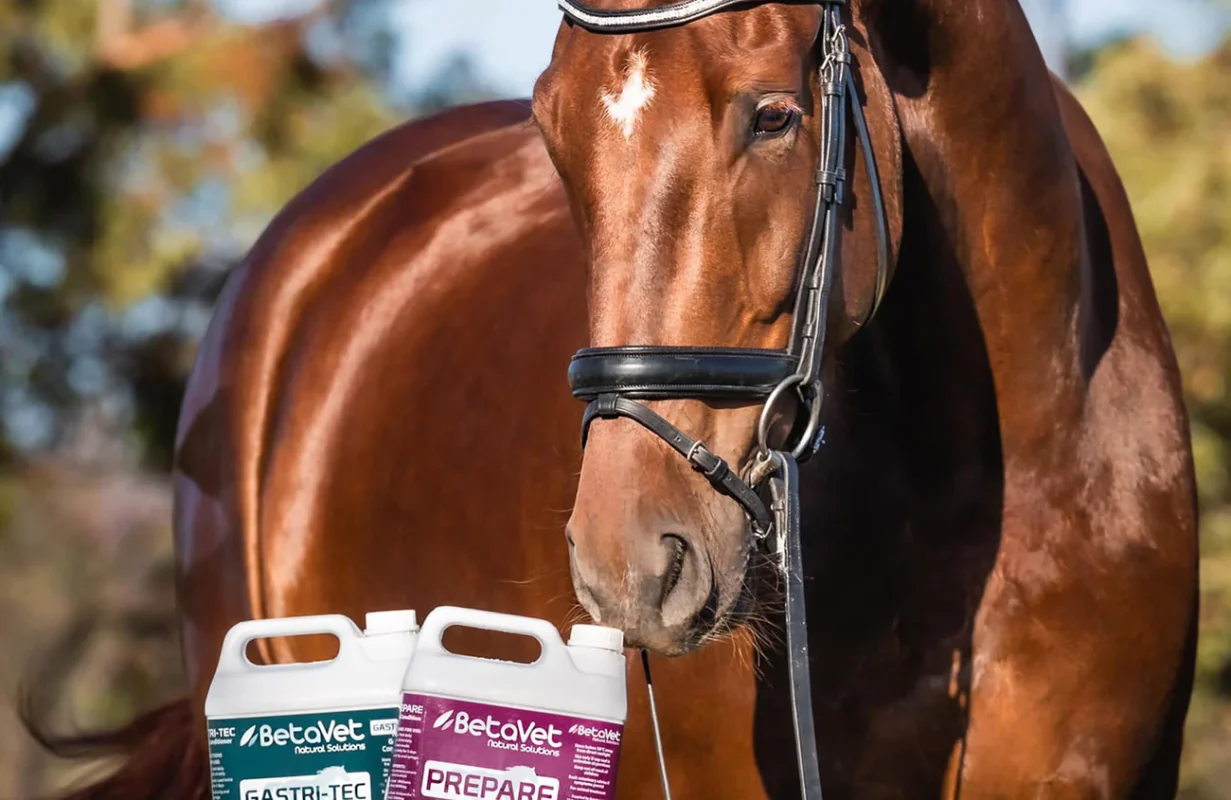 Natural respiratory support supplements for horses