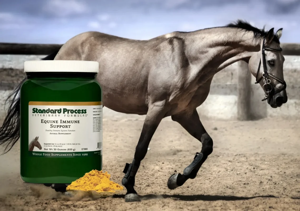 Equine immune system booster supplements for daily use